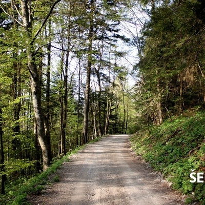 Označene ceste na Bohorju so primerne za gorsko kolesarsko doživetje.