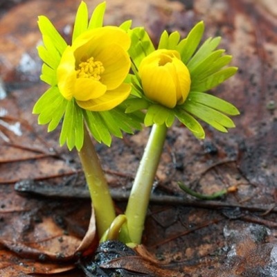 Navadna jarica zraste od 5 do 15 cm visoko in ima samo en cvet.