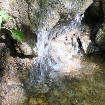 Odkrij nastajajoči energijski gozdni park na Kalobju.