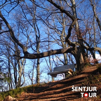 Gugalnica na Resevni visi na debelih in od sil narave ukrivljenih vejah drevesa.