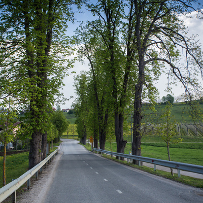 Drevored je nekdaj vodil do graščine Ponigl in vile Rosenau