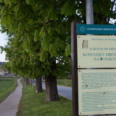 Zaradi dotrajanosti so v zadnjih letih na novo posadili vsa kostanjeva drevesa.
