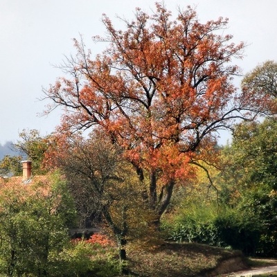  Zavod za gozdove Slovenije je leta 2011 Mrazov skorš razglasil za Drevo leta na Celjskem