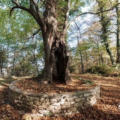 Znamenita turška lipa v jesenskih mesecih.