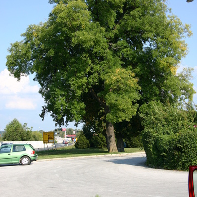 Pagodovec je pri Železniški postaji Šentjur rastel 177 let.