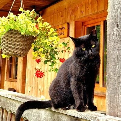 Na domačiji živita tudi dve prikupni muci.