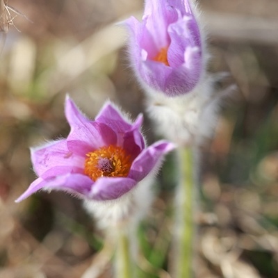 V bližini Ponikve je največje rastišče velikonočnice v Sloveniji.